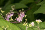 Chinese beautyberry